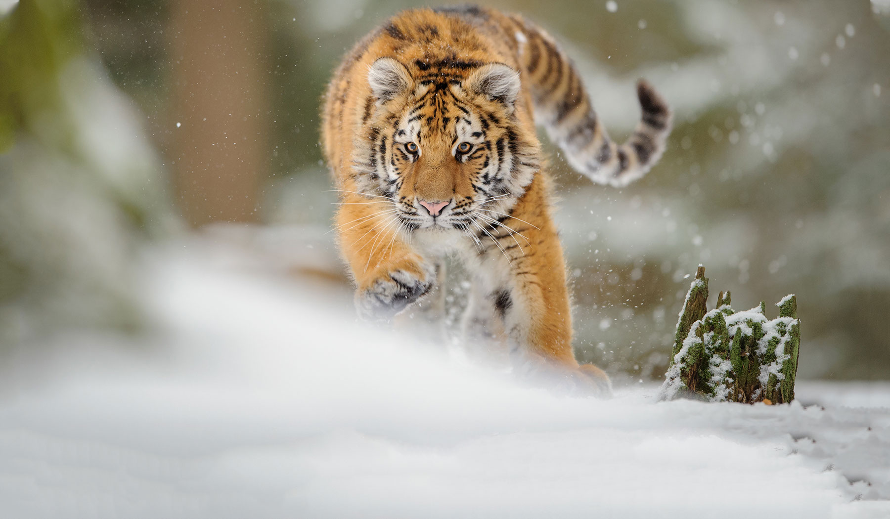  Webdesign Service Maastricht - bg480-1