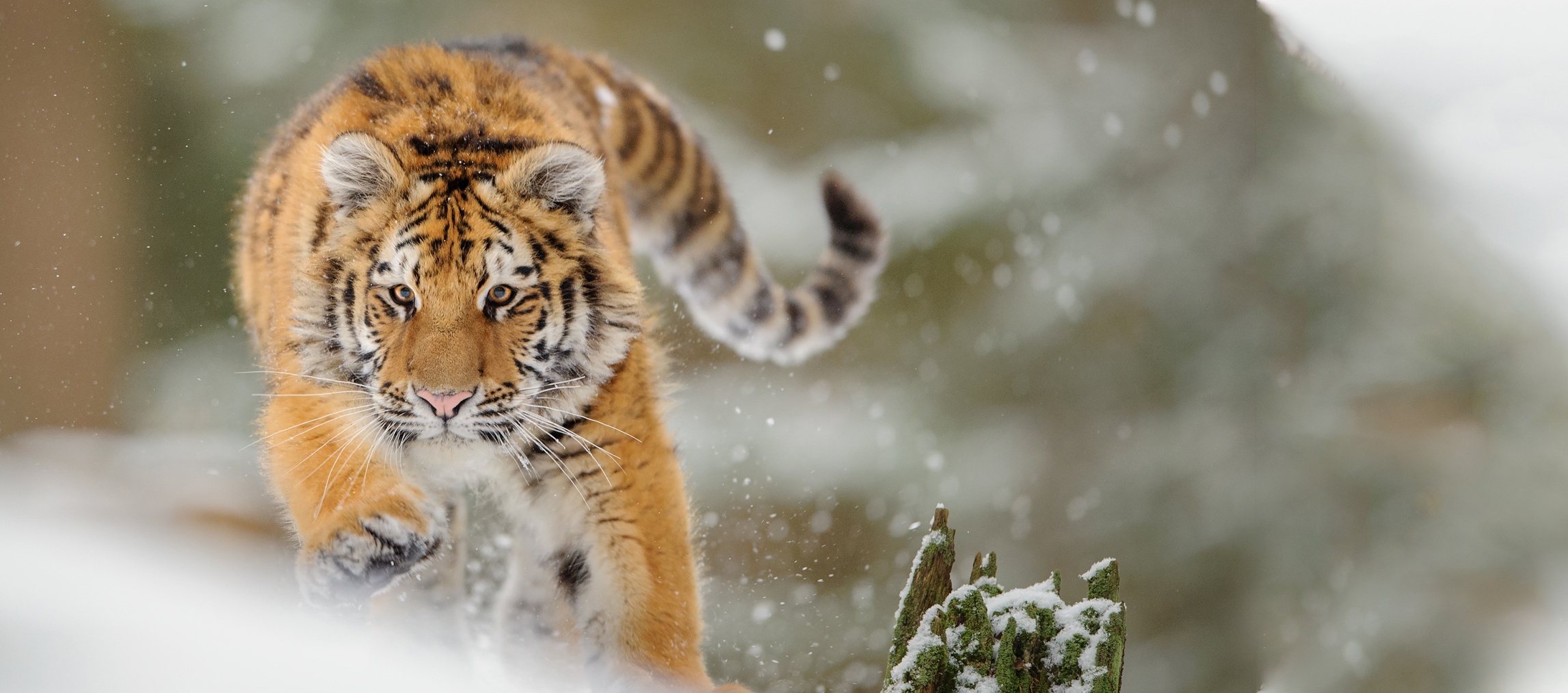  Webdesign Service Maastricht - bg1200-1